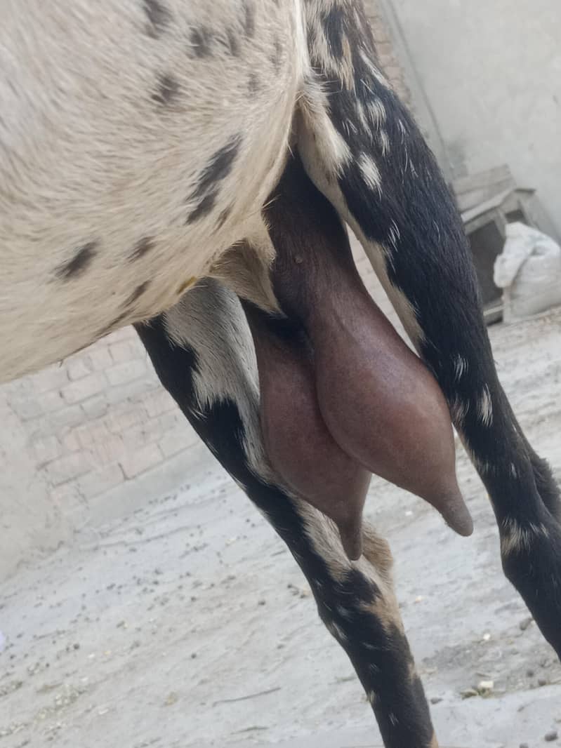 Goats 1