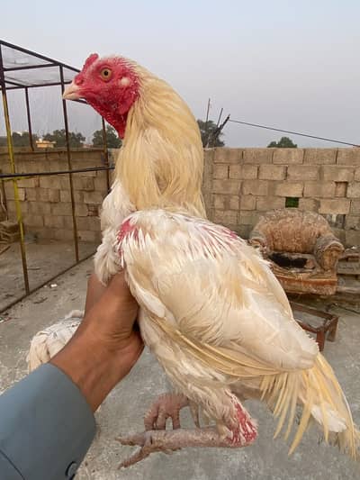 aseel for sale