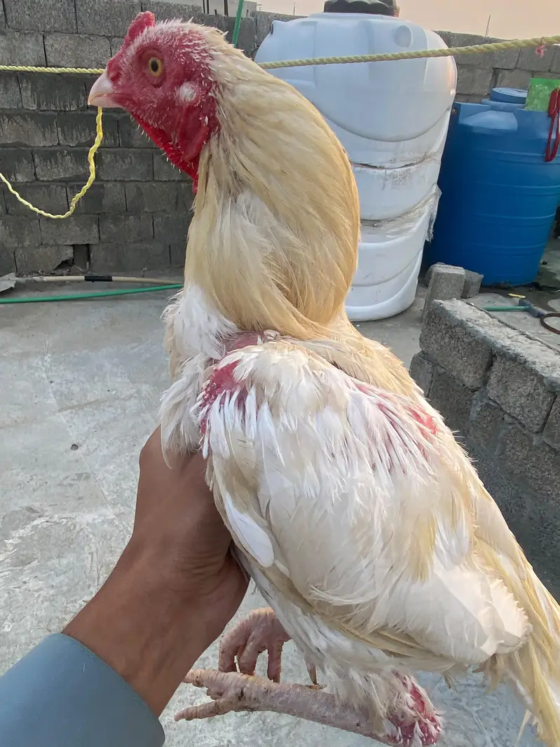 aseel for sale — photo 2