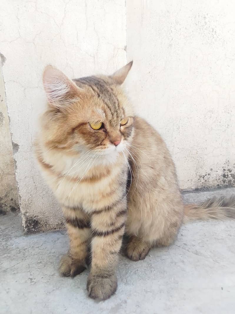 Persian cat 0