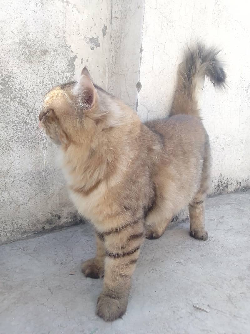 Persian cat 1