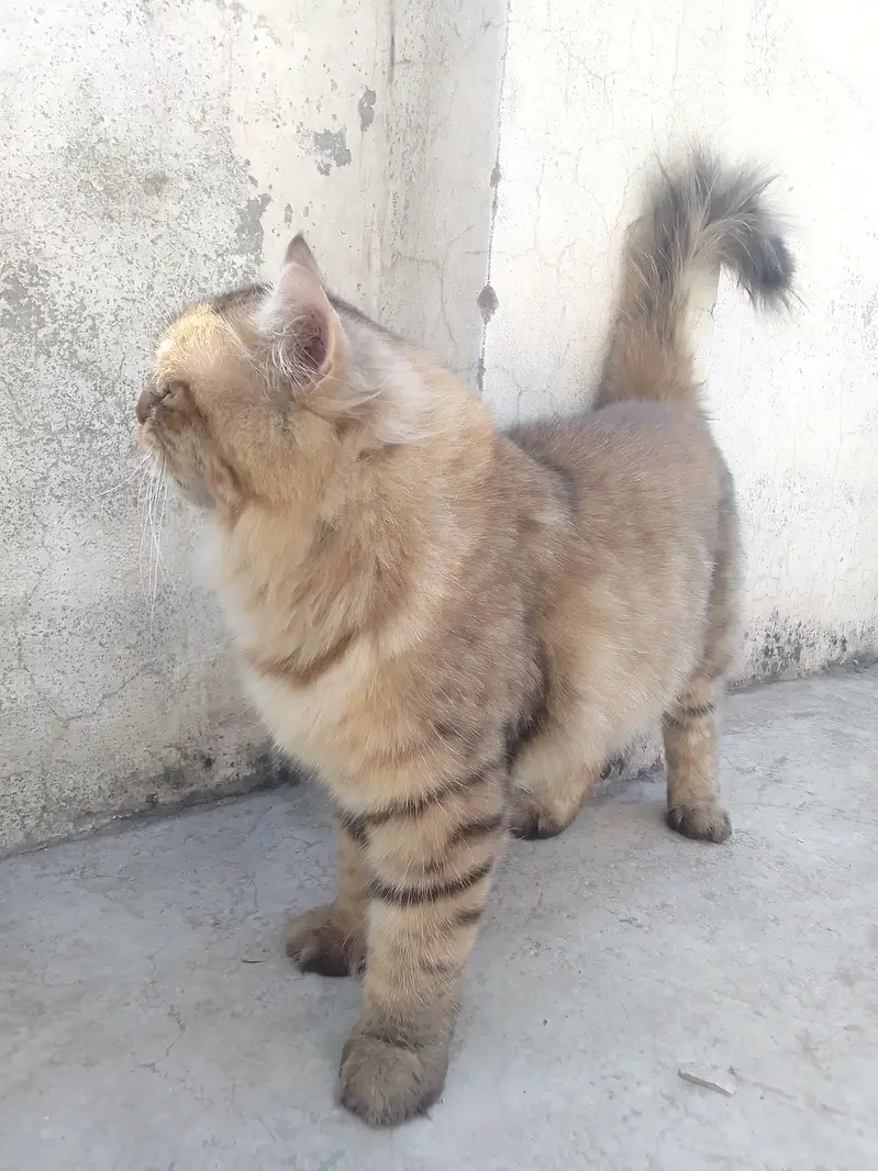 Persian cat — photo 2