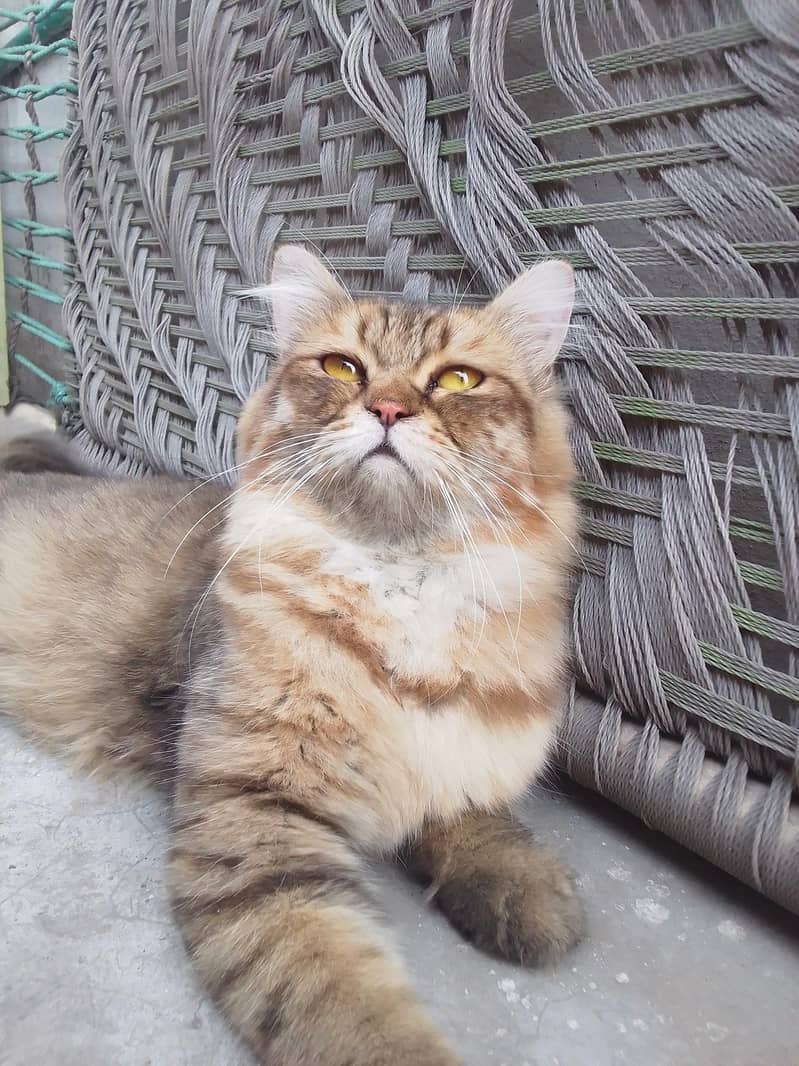 Persian cat 2