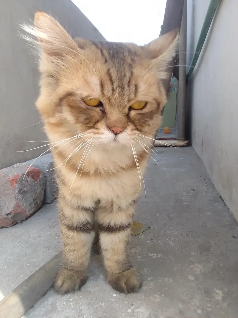 Persian cat — photo 4