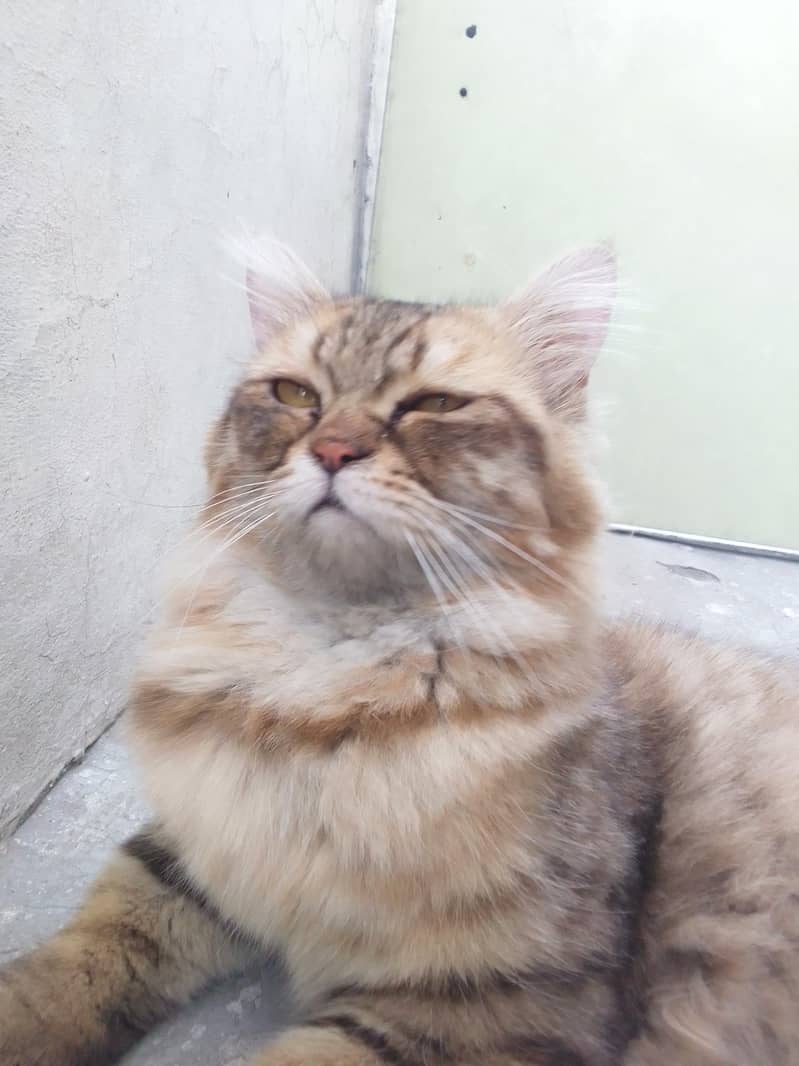 Persian cat 4
