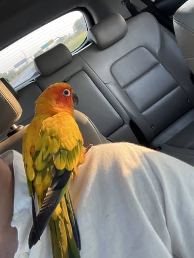 Hand tamed sun conure tame