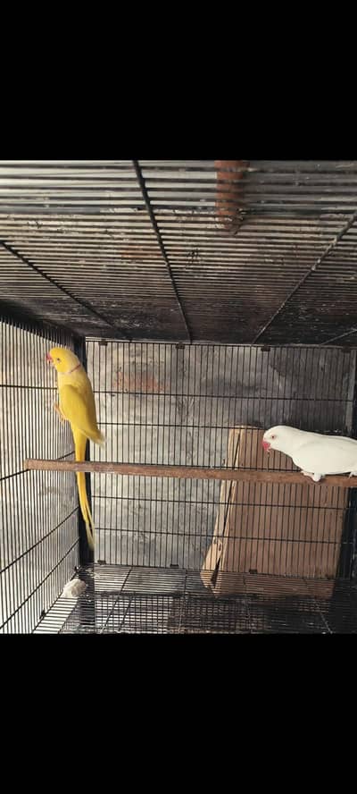 ringnec pair