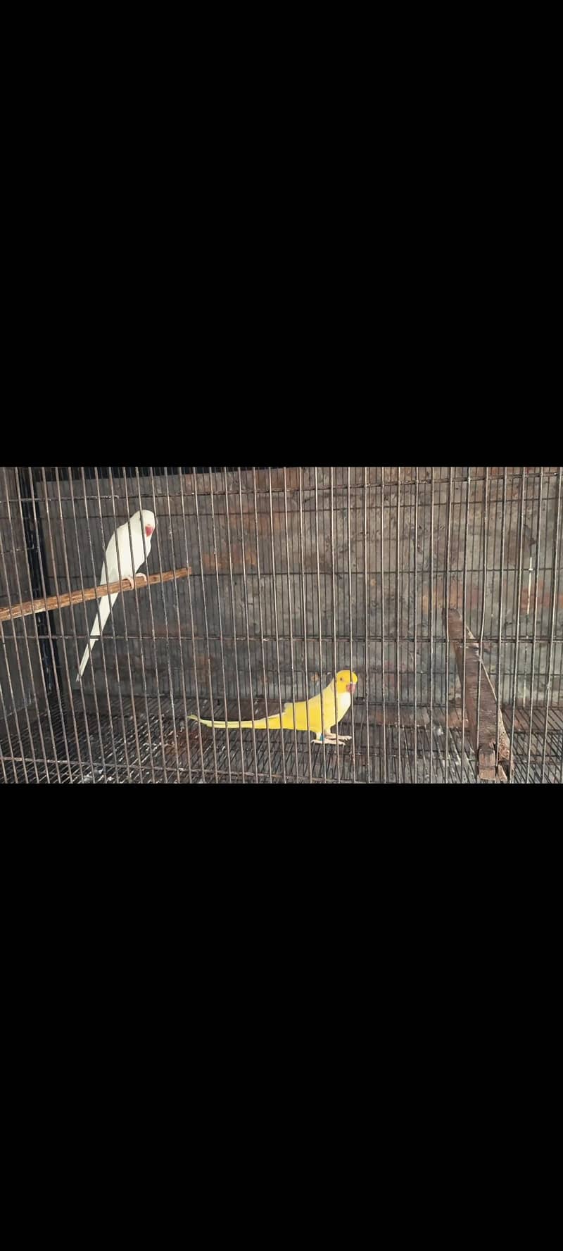 ringnec pair 1
