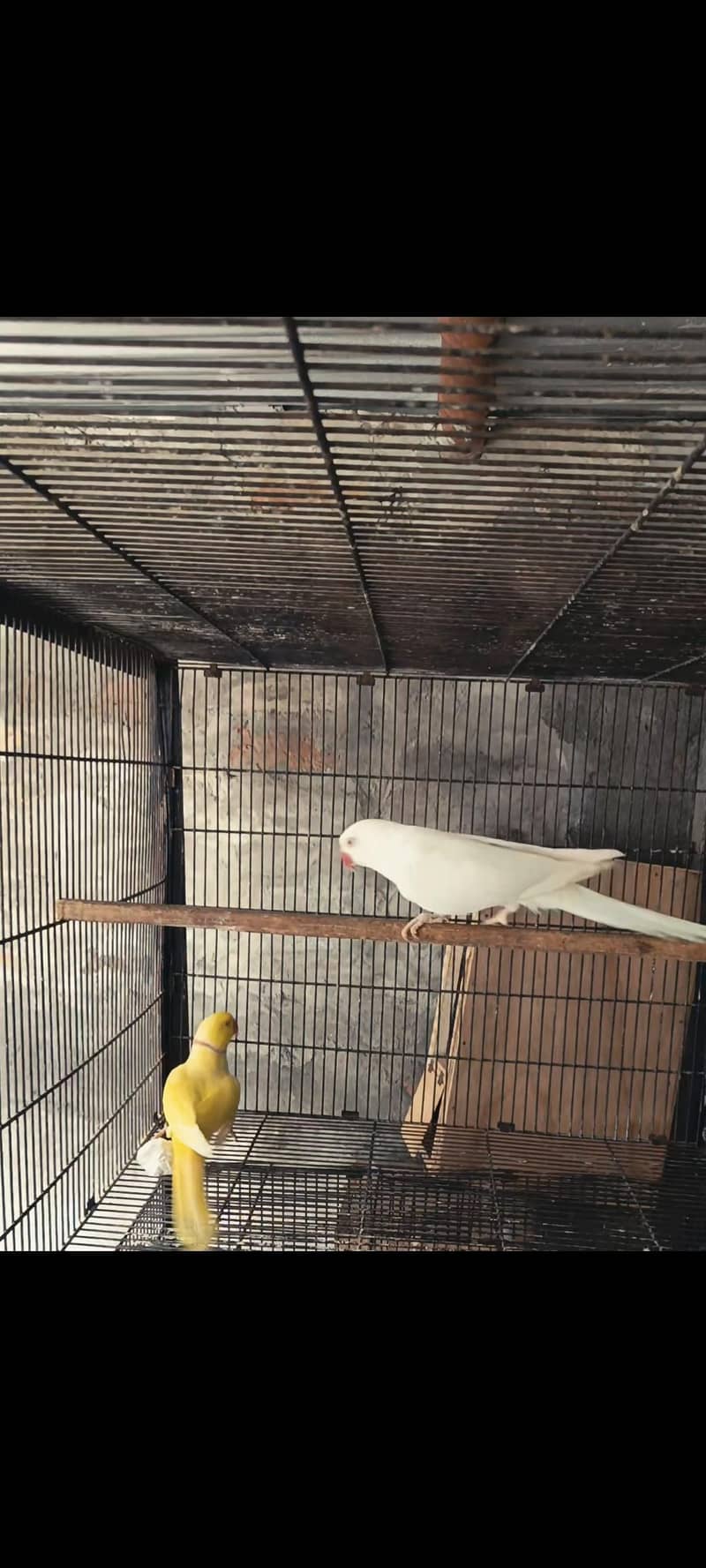 ringnec pair 2