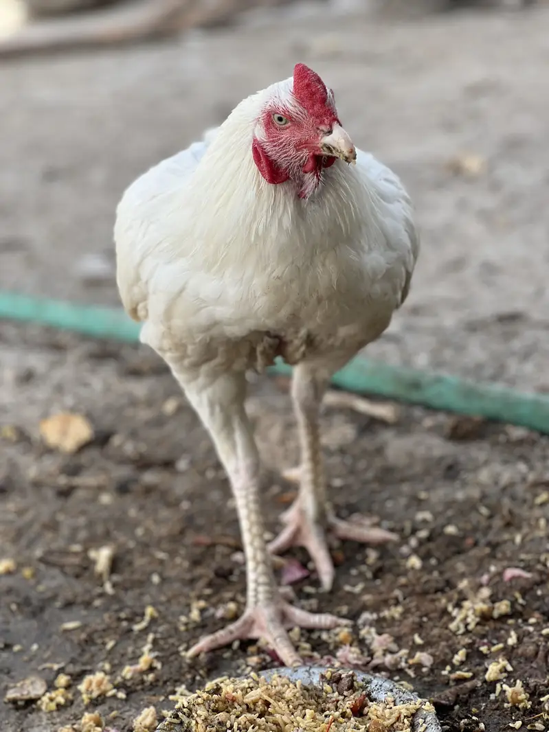 White heera Aseel — photo 2