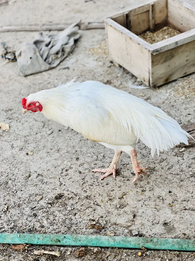 White heera Aseel — photo 3
