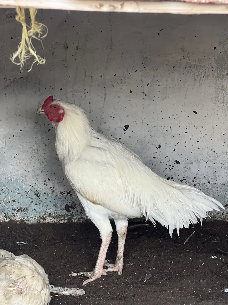 White heera Aseel — photo 4