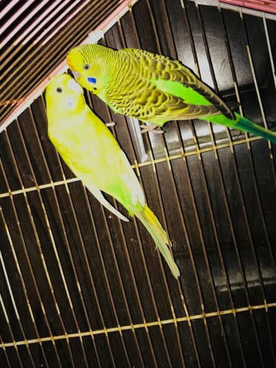 breeder Good size Pair
