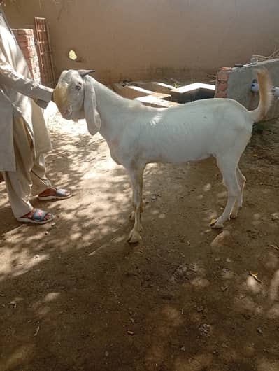 Rajanpuri dasi bakra (breeder)