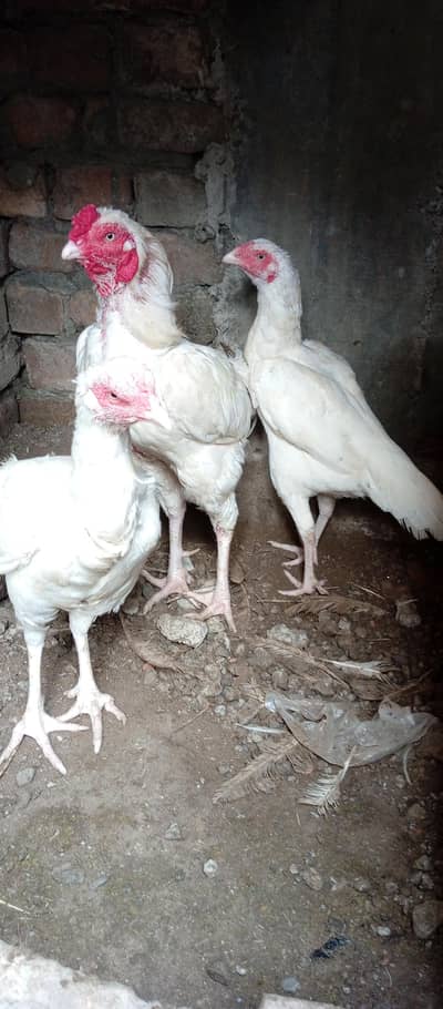 white aseel chicks