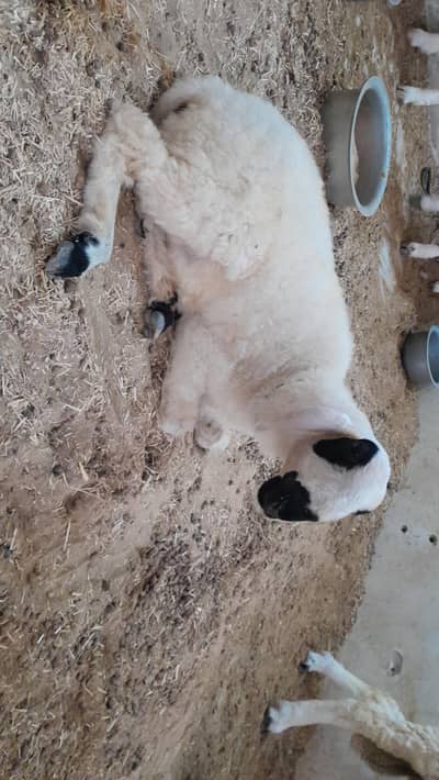 Larkana and Mundra cross female