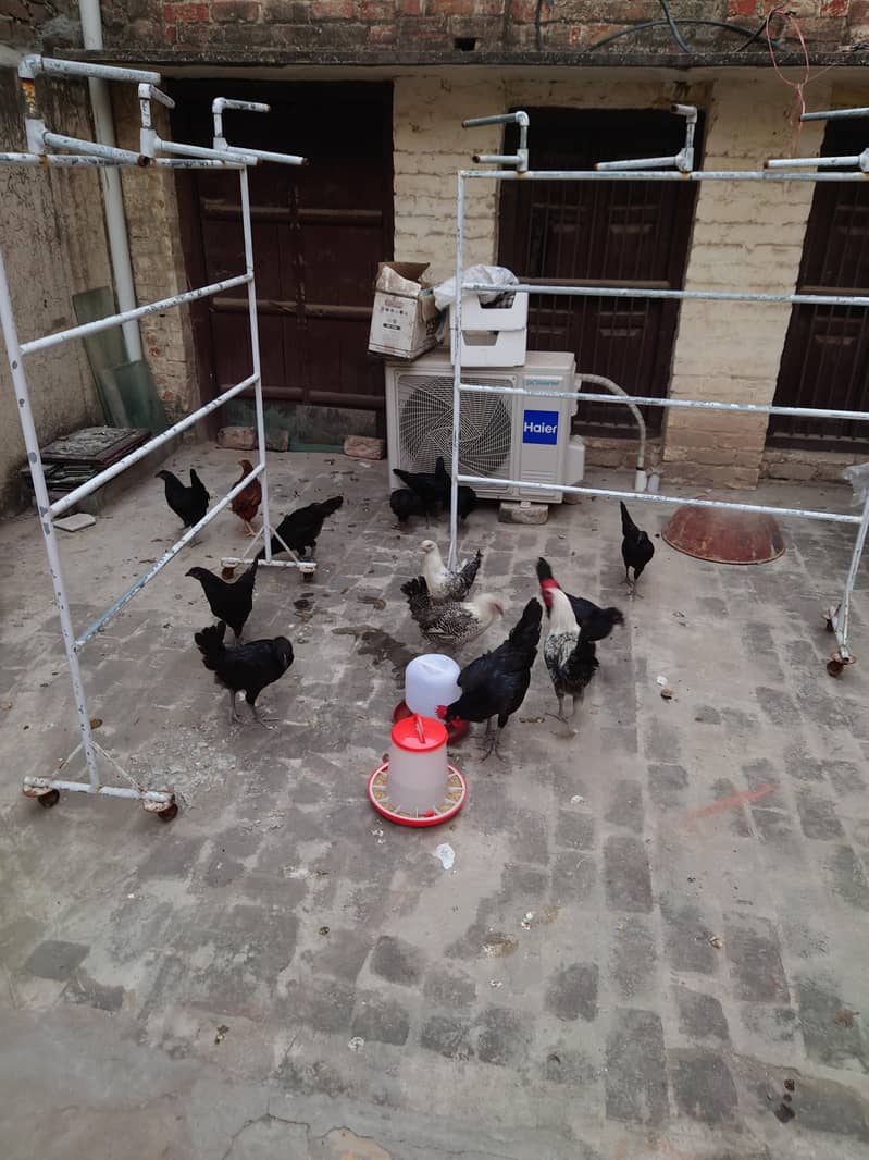 Australorp 0