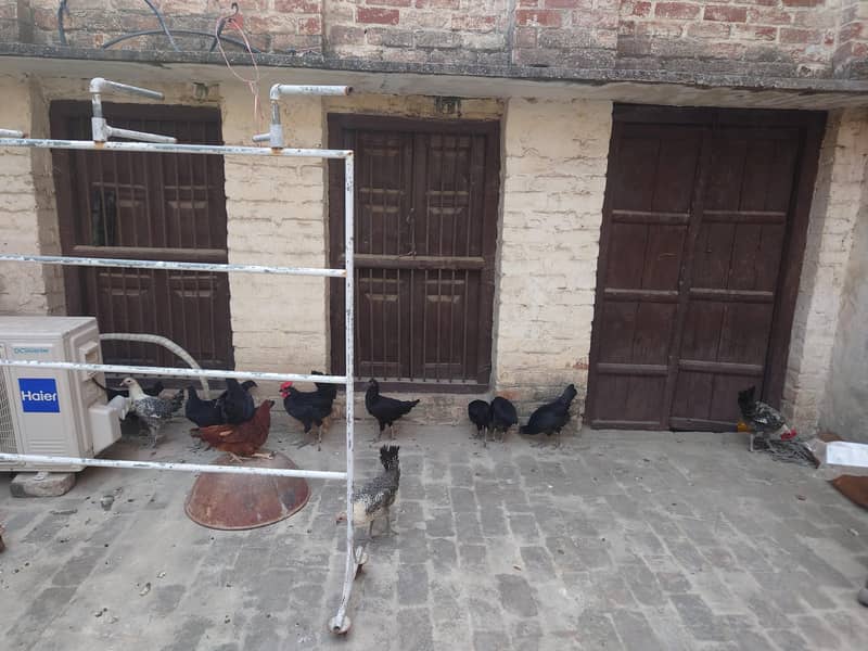 Australorp 1