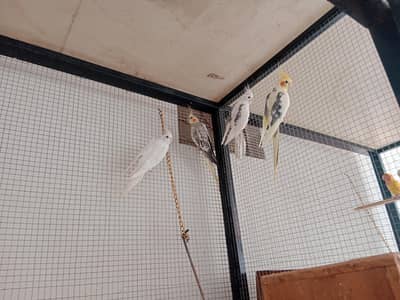 parrots