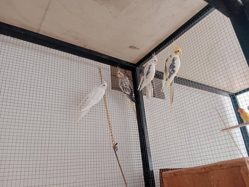 parrots 0