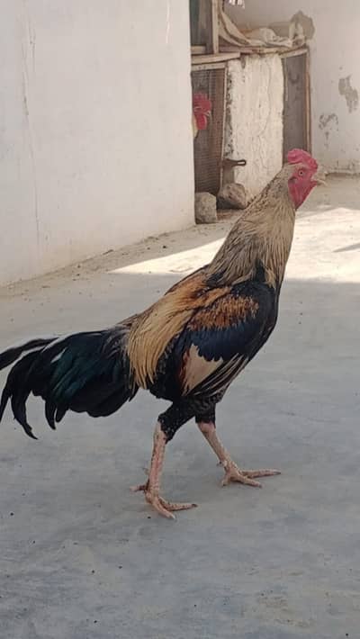 Aseel Mianwali