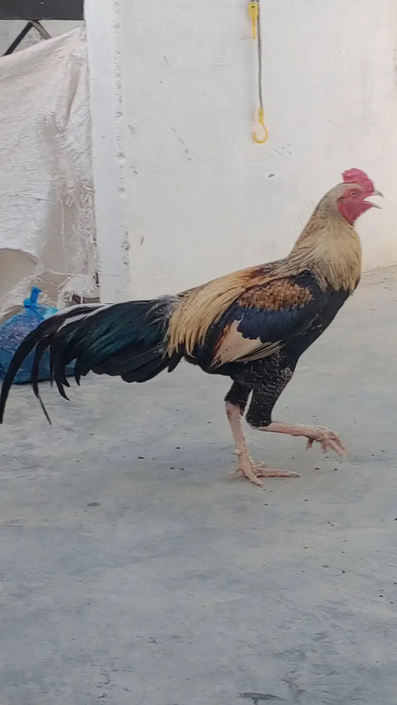 Aseel Mianwali — photo 2
