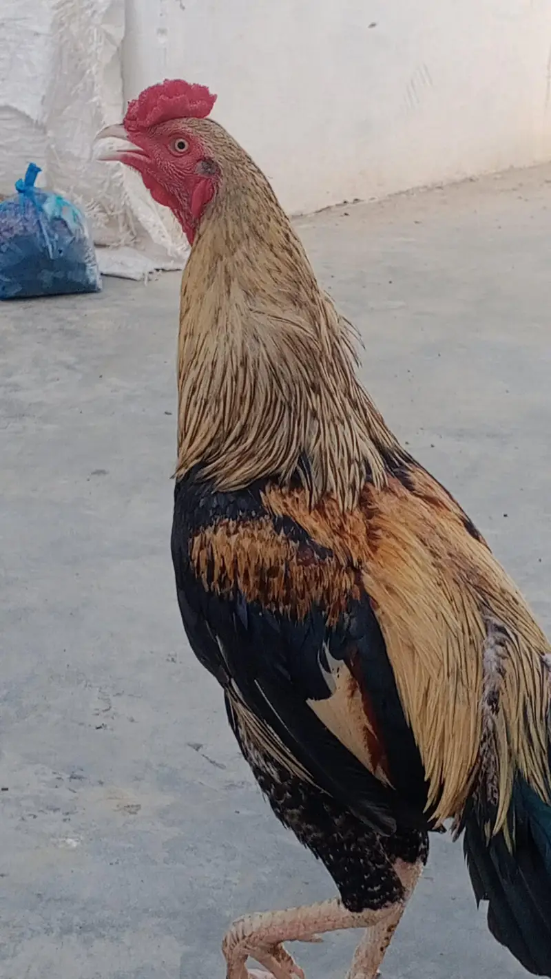 Aseel Mianwali — photo 3
