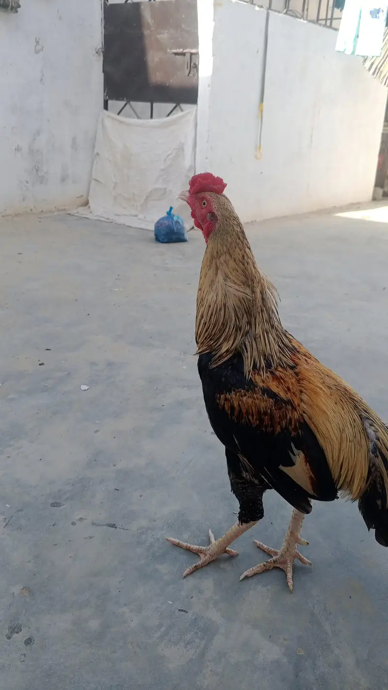 Aseel Mianwali — photo 4
