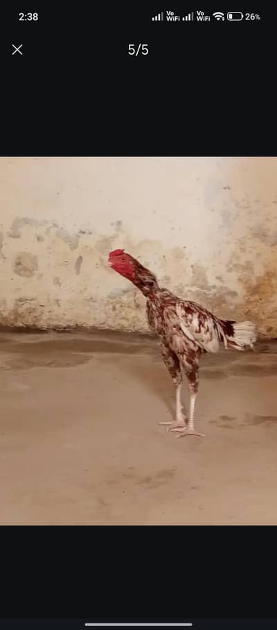 aseel murga agent for sale