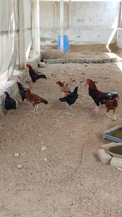Aseel murghy or murghiyan