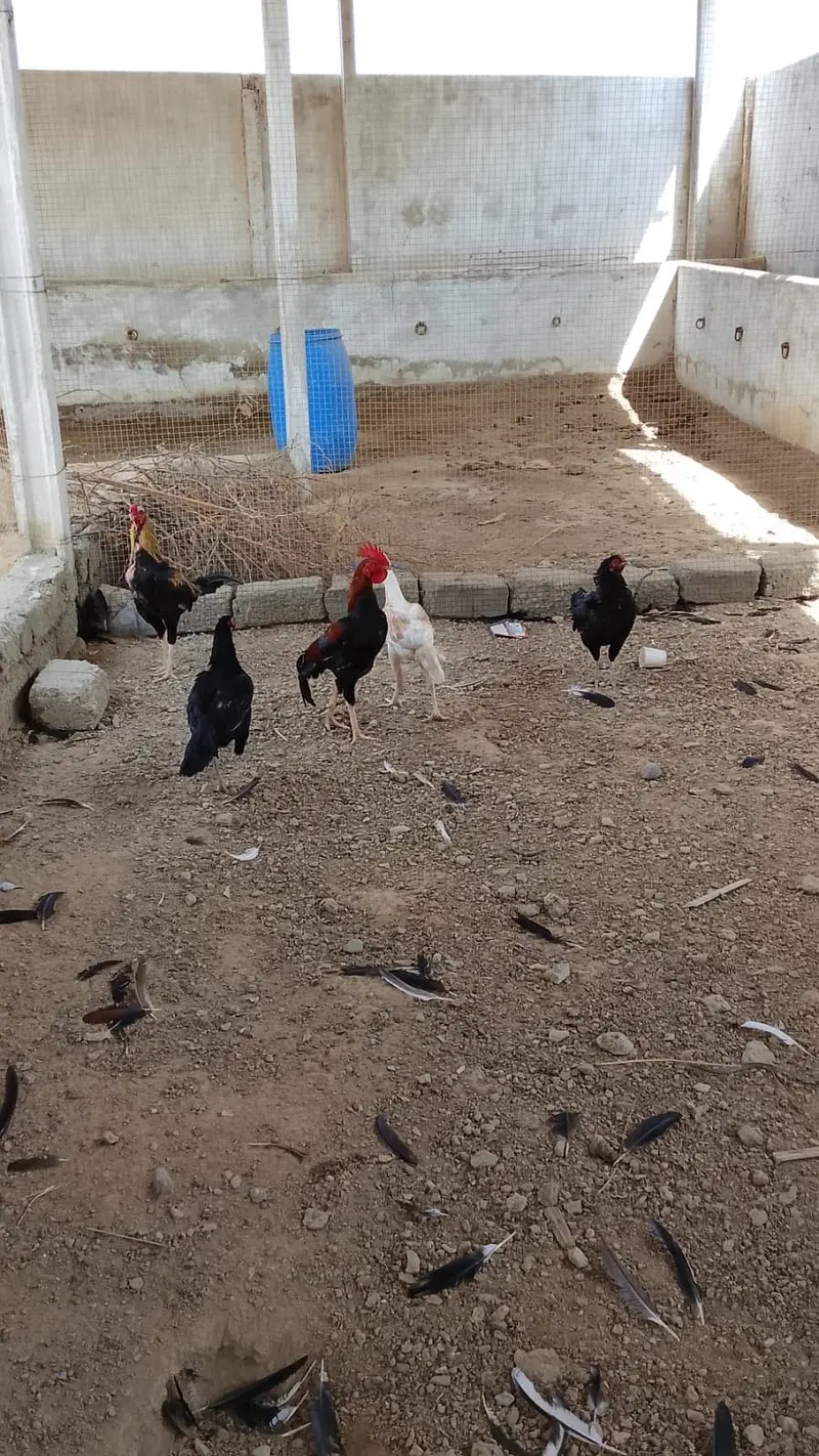 Aseel murghy or murghiyan — photo 2
