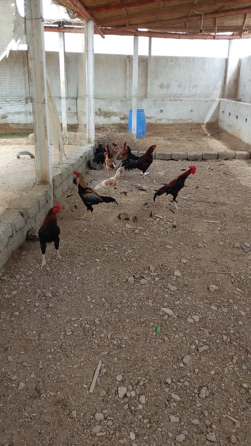 Aseel murghy or murghiyan — photo 4