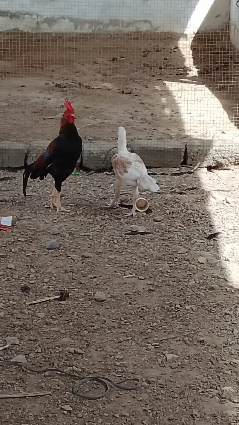 Aseel murghy or murghiyan — photo 7