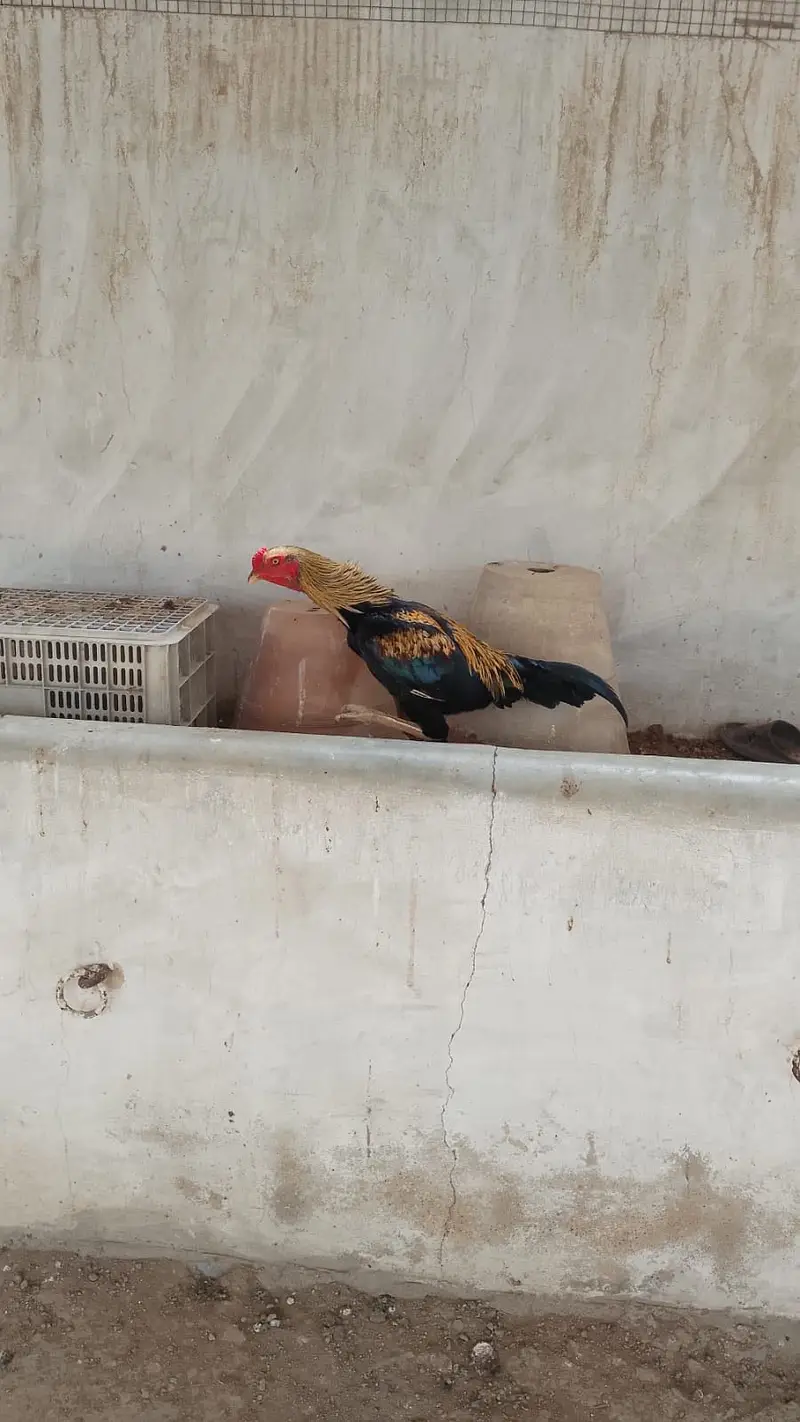 Aseel murghy or murghiyan — photo 8