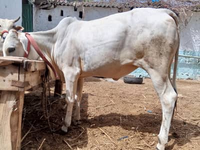cow with bachri other bachri total 3