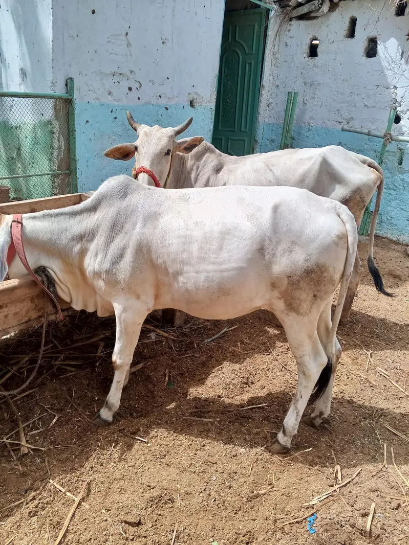 cow with bachri other bachri total 3 — photo 2