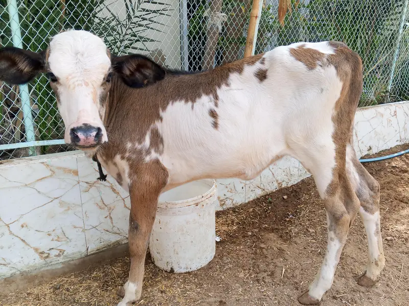 cow with bachri other bachri total 3 — photo 3