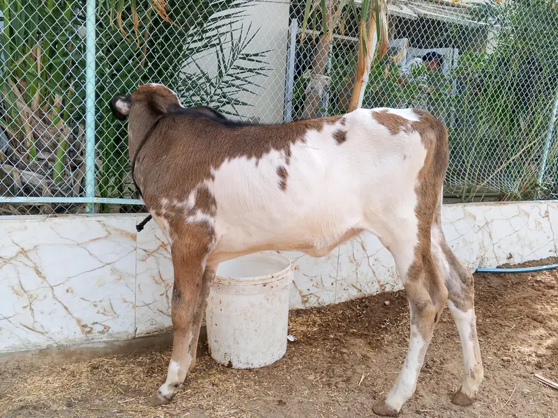 cow with bachri other bachri total 3 — photo 4