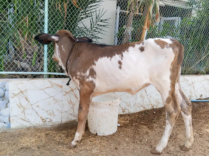 cow with bachri other bachri total 3 — photo 5