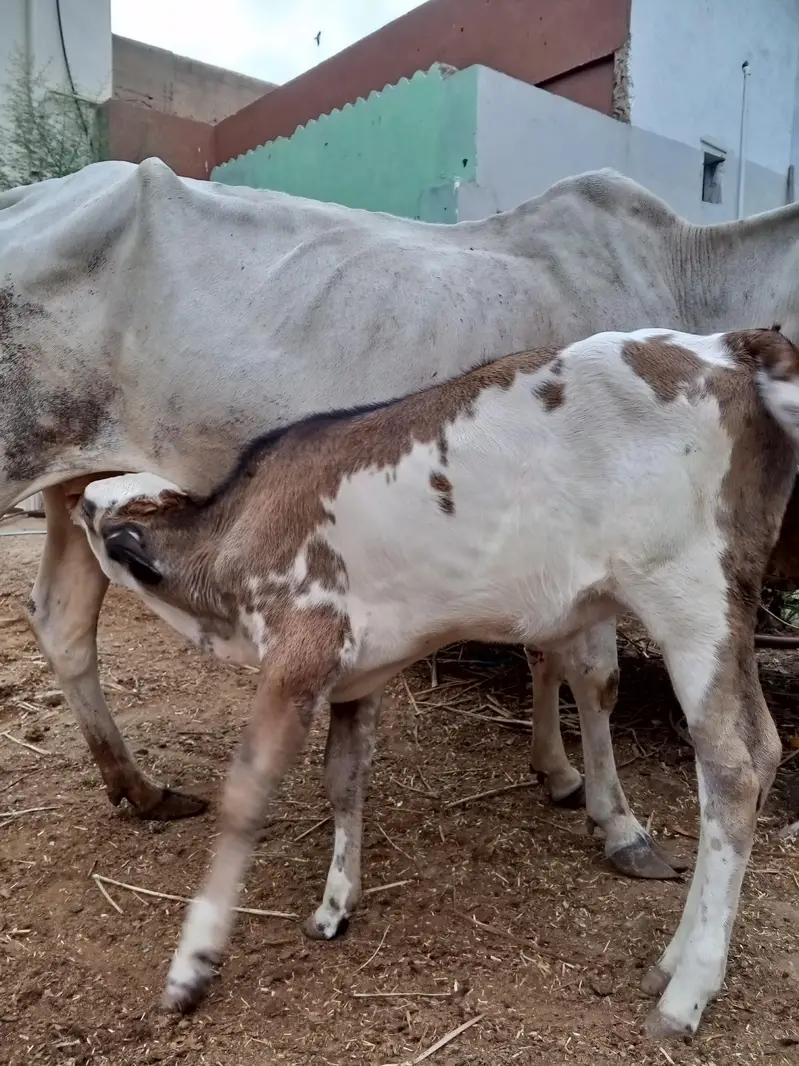 cow with bachri other bachri total 3 — photo 6