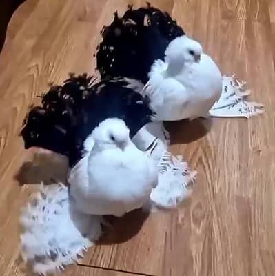 Indian Faintail Pigeon Pair for sale