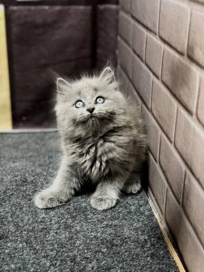 Cash on delivery persian cats & Kittens Available- Healthy & Playfull