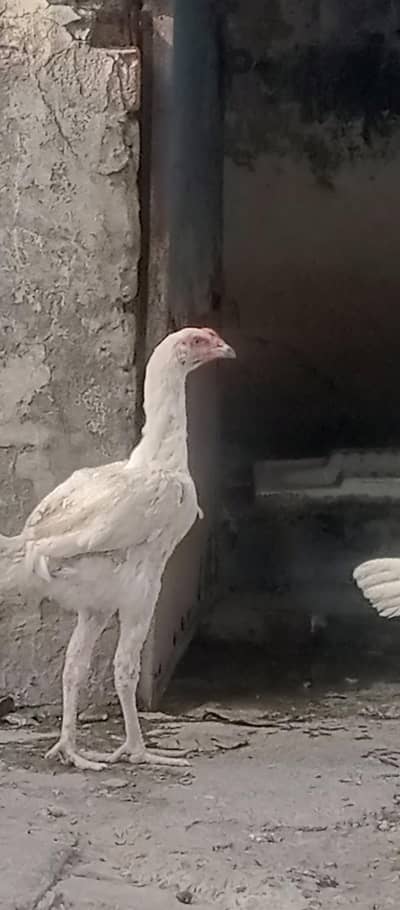 Shamu Hira breed