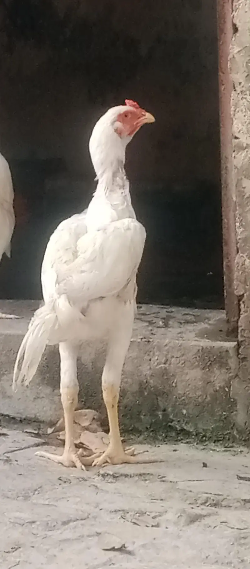 Shamu white breed desi kharak se pale hue hain — photo 2