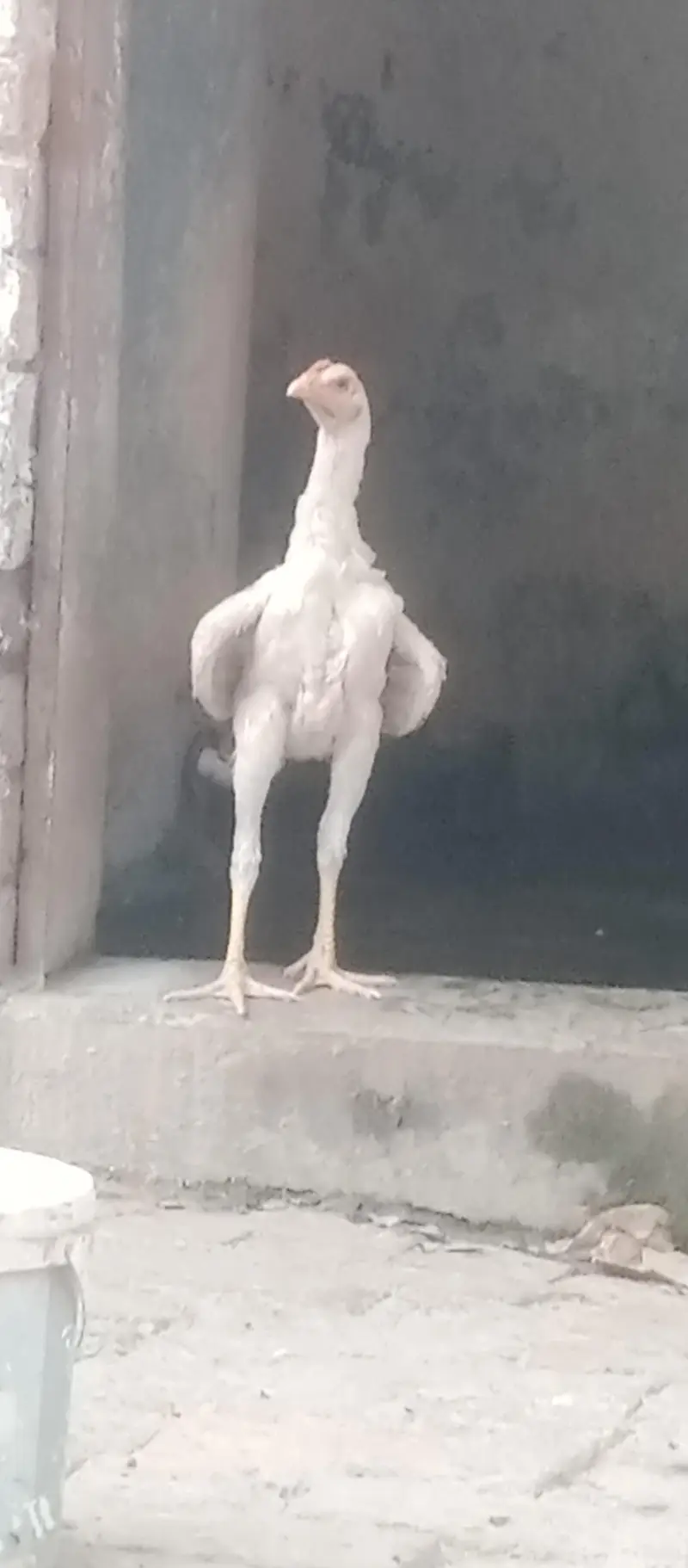 Shamu white breed desi kharak se pale hue hain — photo 3
