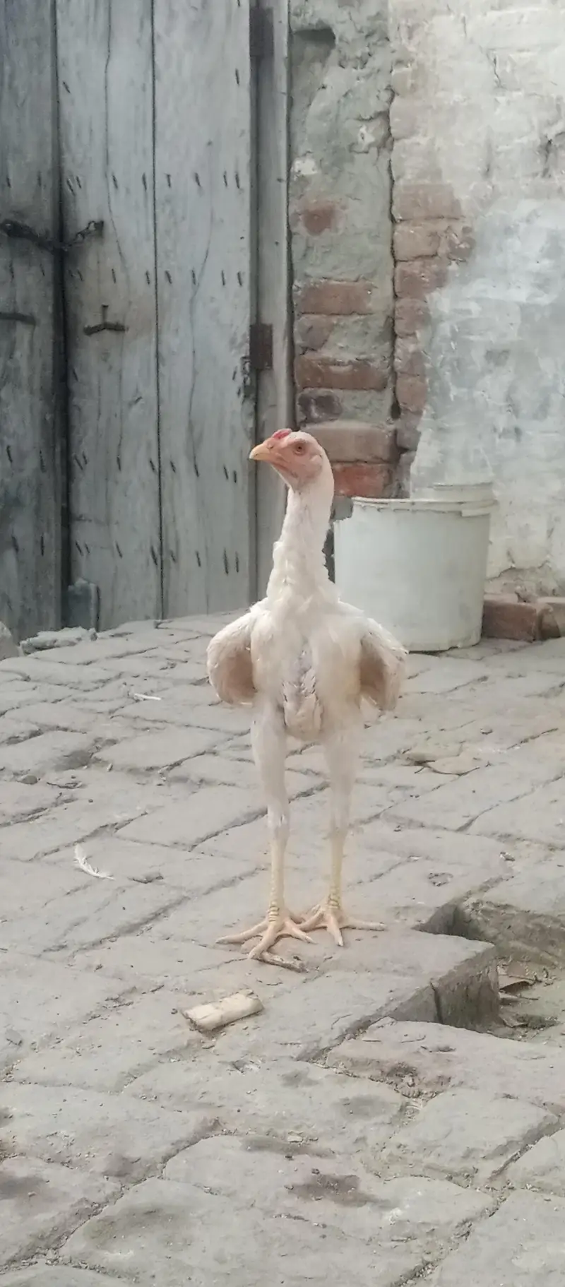 Shamu white breed desi kharak se pale hue hain — photo 4