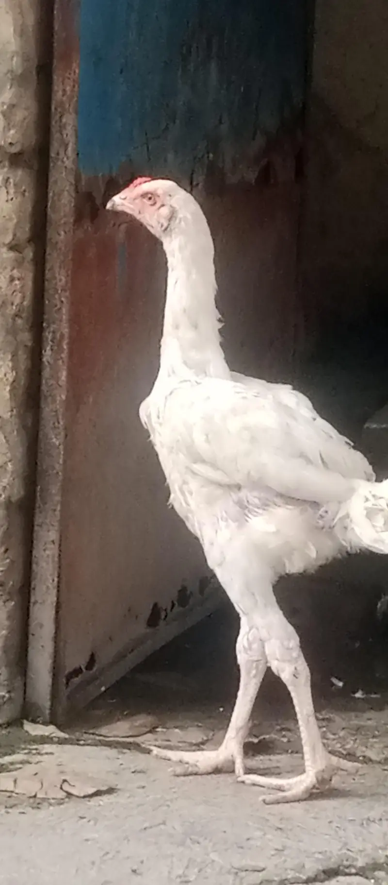 Shamu white breed desi kharak se pale hue hain — photo 5