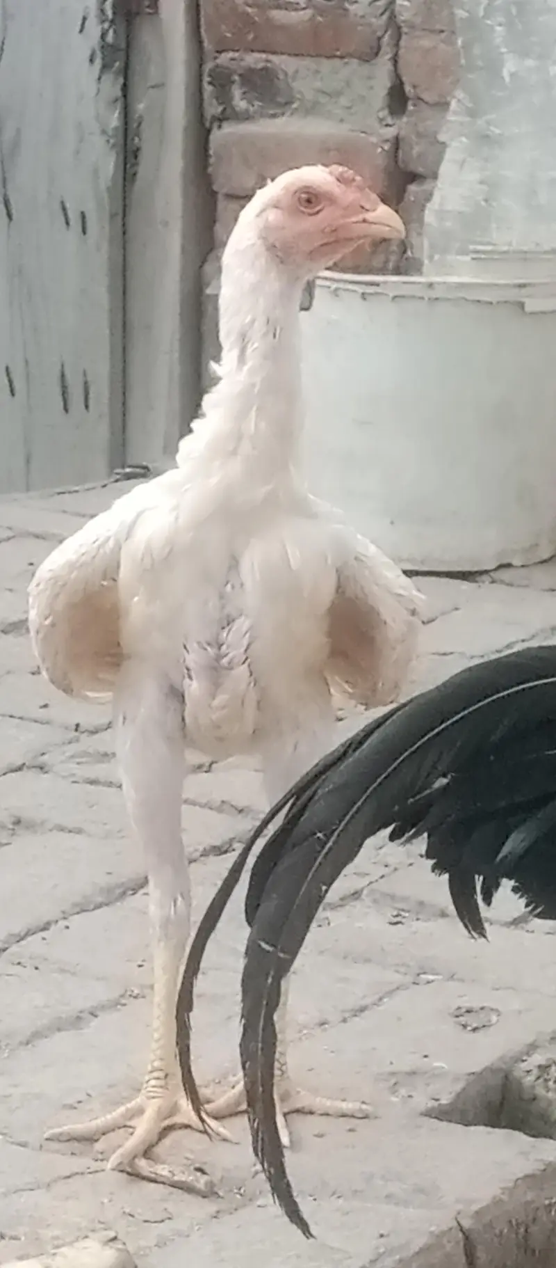 Shamu white breed desi kharak se pale hue hain — photo 6