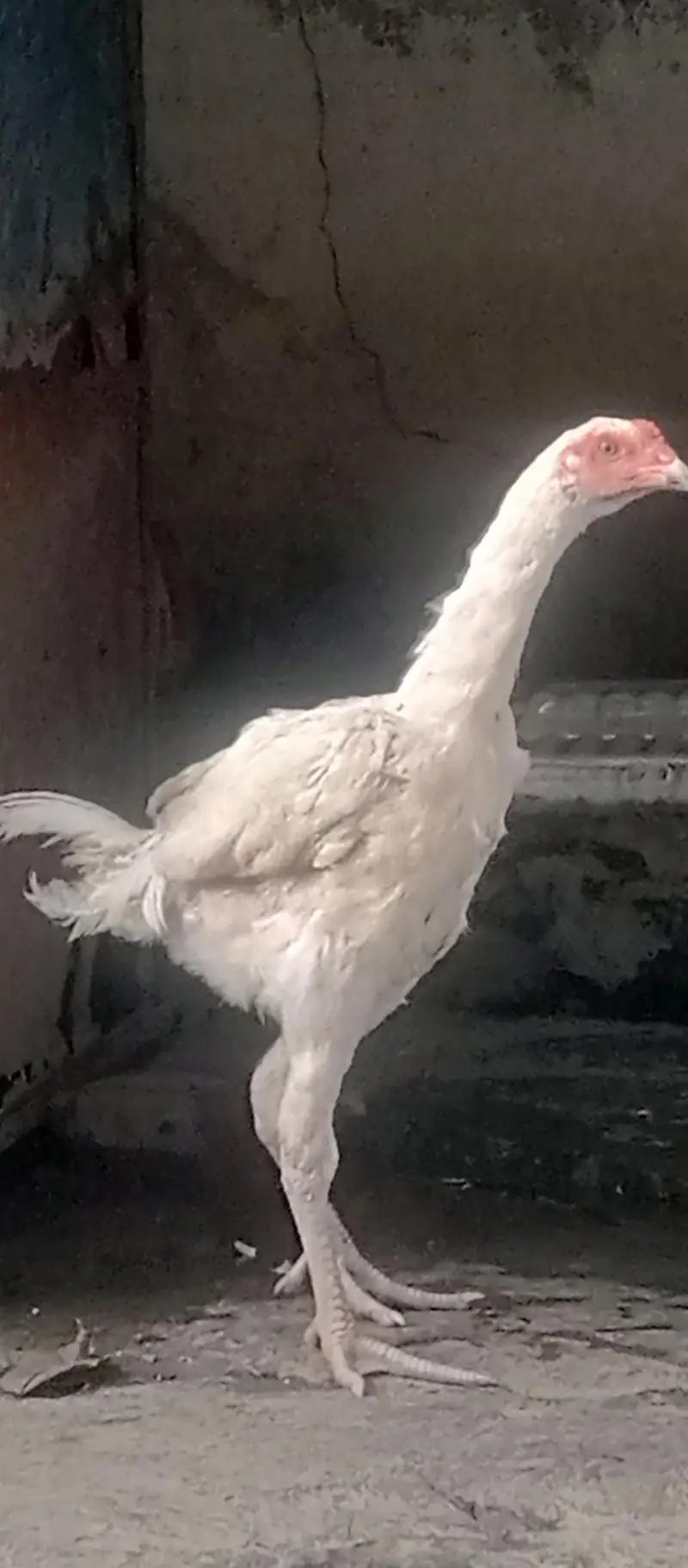 Shamu white breed desi kharak se pale hue hain — photo 7
