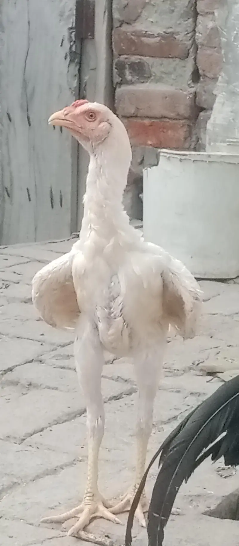Shamu white breed desi kharak se pale hue hain — photo 8